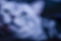 Aloys-Cat-web-0084